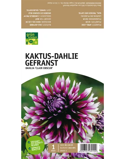 Kaktus-Dahlie Gefranst