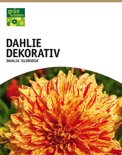 Dahlie Dekorativ