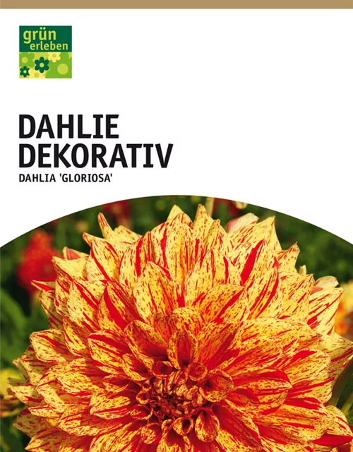 Dahlie Dekorativ