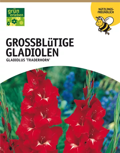 Großblütige Gladiolen