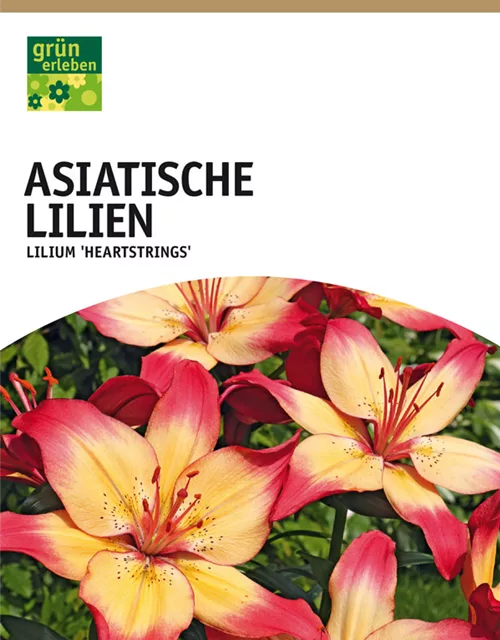 Asiatische Lilien