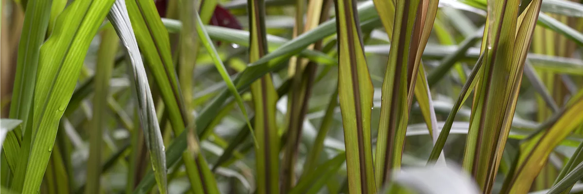 Saccharum