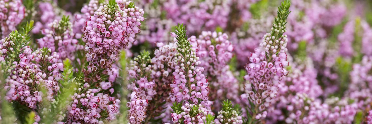 Erica vagans 'St. Keverne'