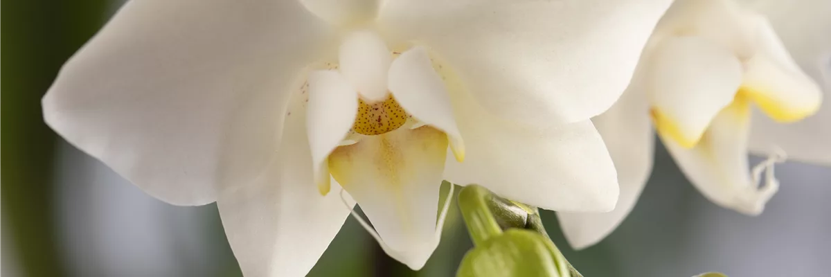 Phalaenopsis, weiß