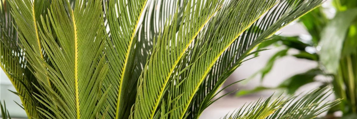 Cycas revoluta