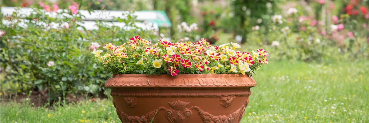Petunia, zweifarbig
