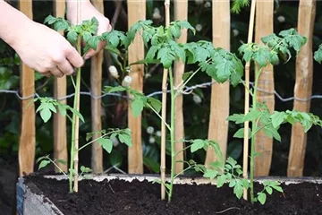 Cherrytomaten - Einpflanzen im Hochbeet