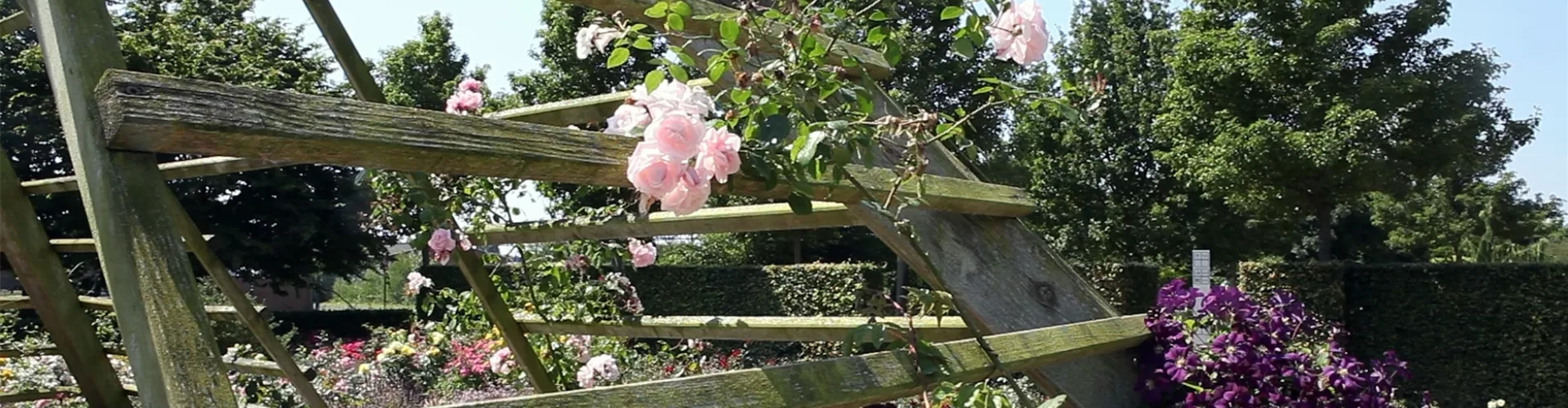 Gartengestaltung - Rosengarten (thumbnail)