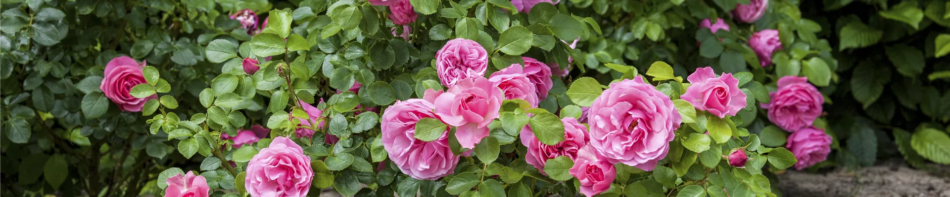 Rosa, rosa