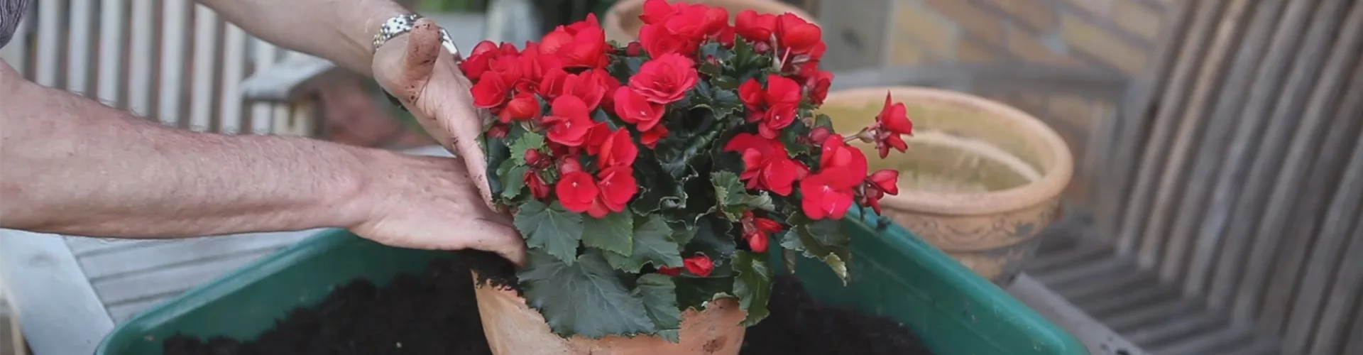 Blumenkübel - Bepflanzen mit Sommerblumen (thumbnail)