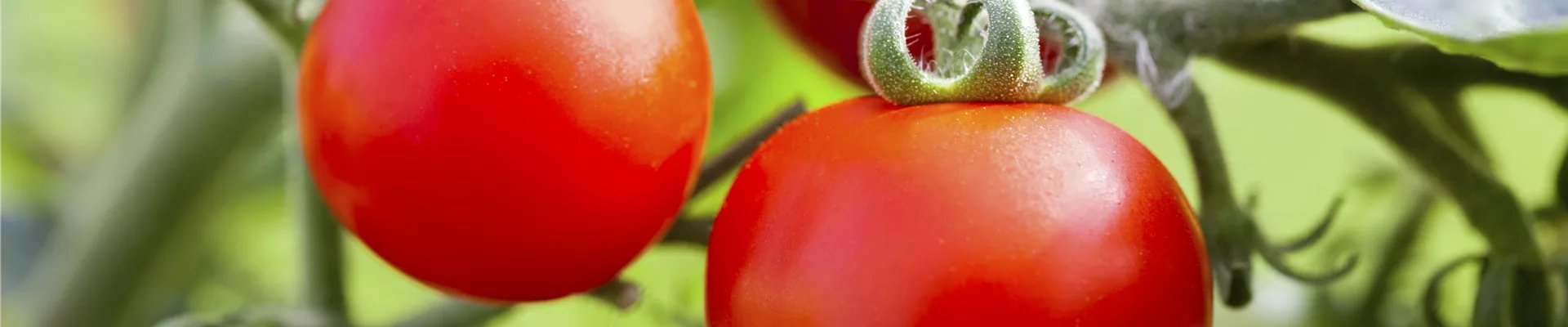 Snacktomate