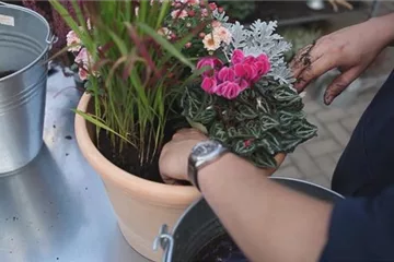 Blumenkübel - Bepflanzung für den Herbst