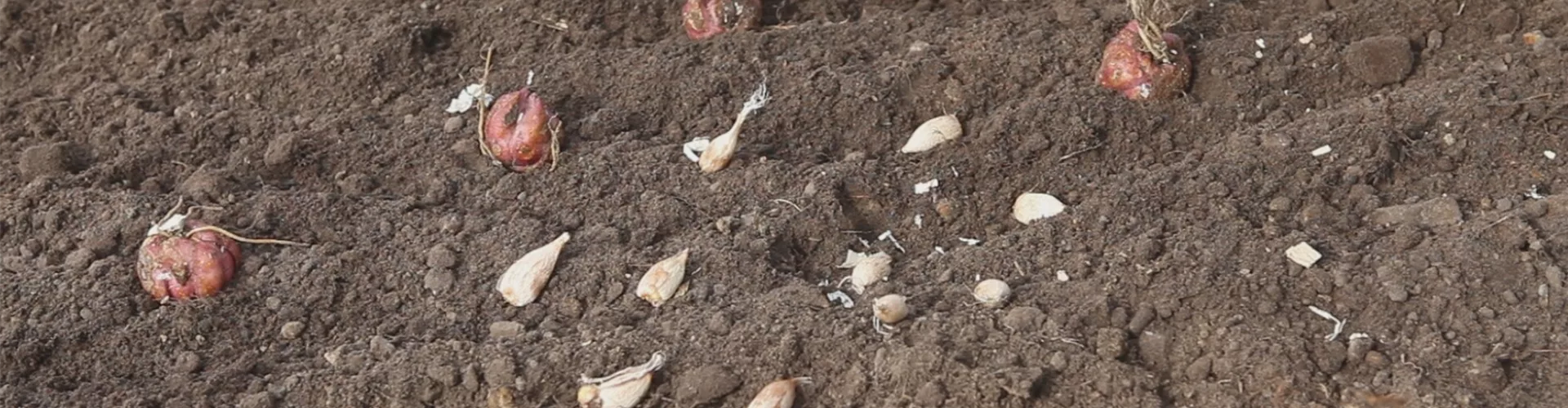 Blumenzwiebeln - Einpflanzen im Garten (thumbnail)