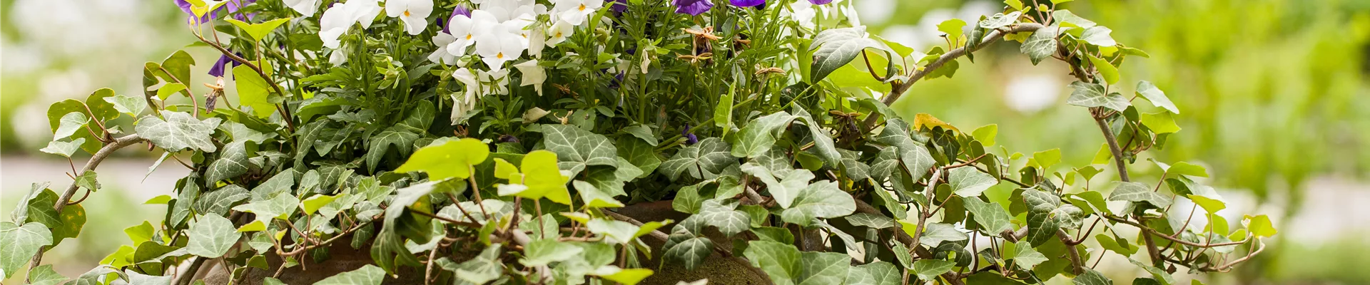 Viola cornuta