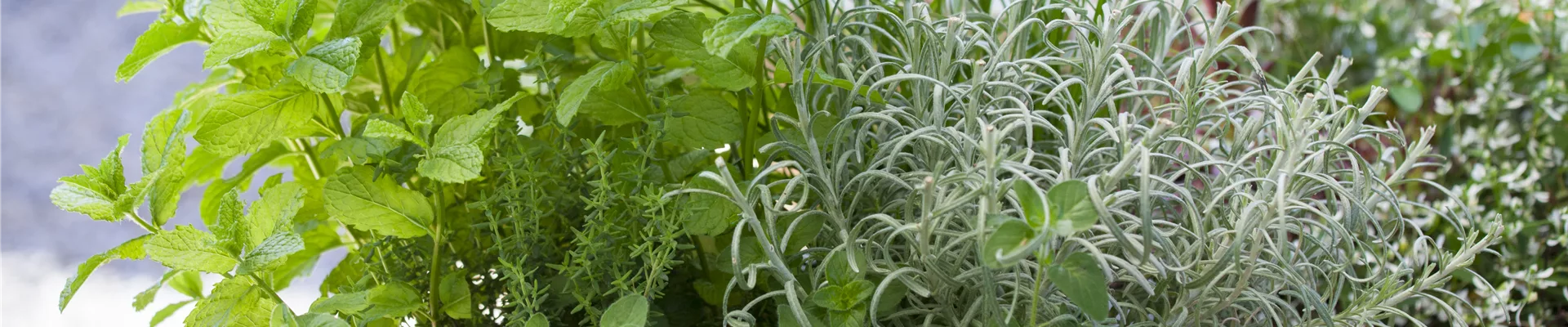 Mentha x piperita