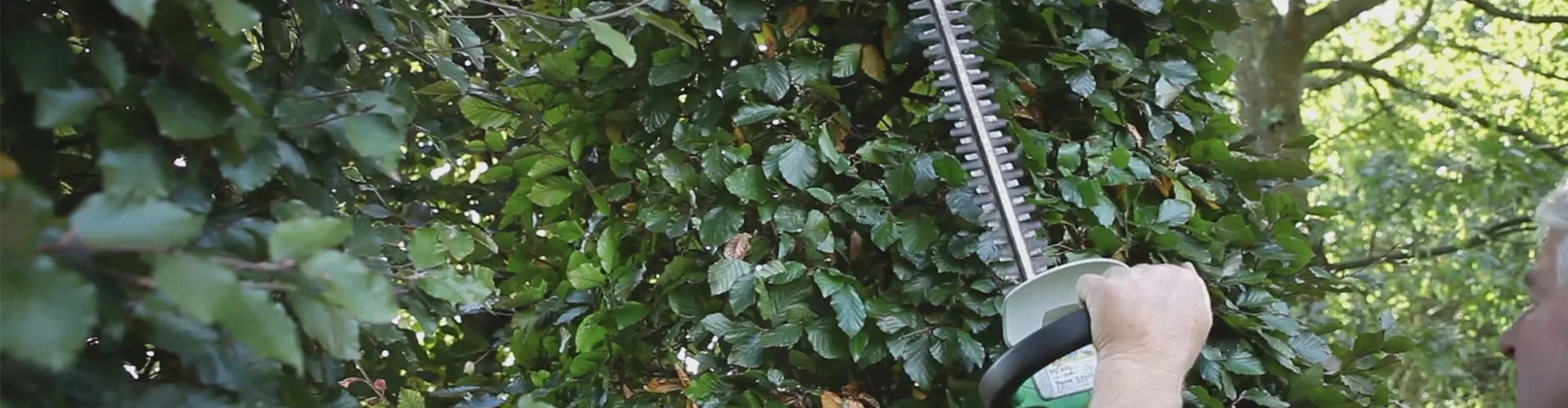 Sichtschutz - Zurückschneiden im Herbst (thumbnail)