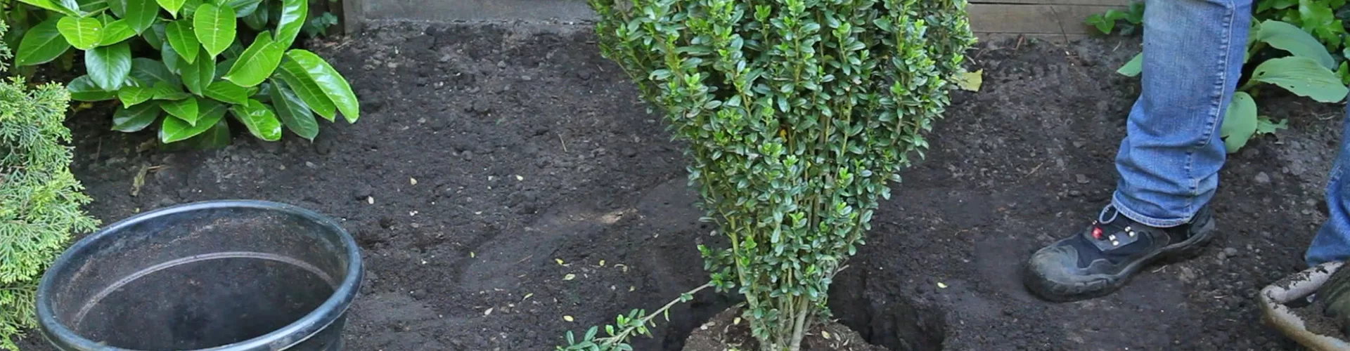 Stechpalme - Einpflanzen im Garten (thumbnail)