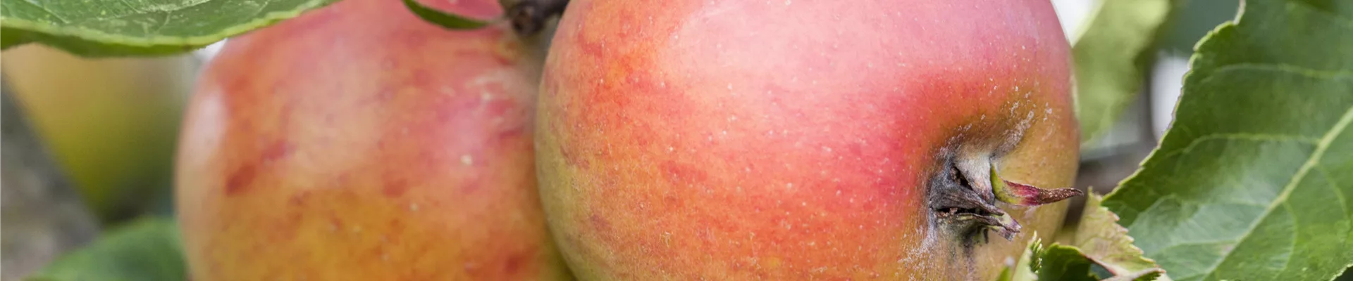 Malus domestica