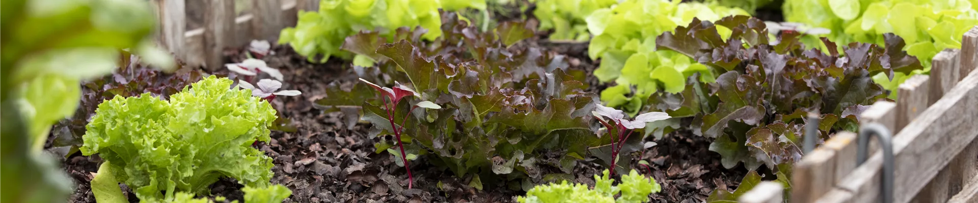 Beet mit Salat