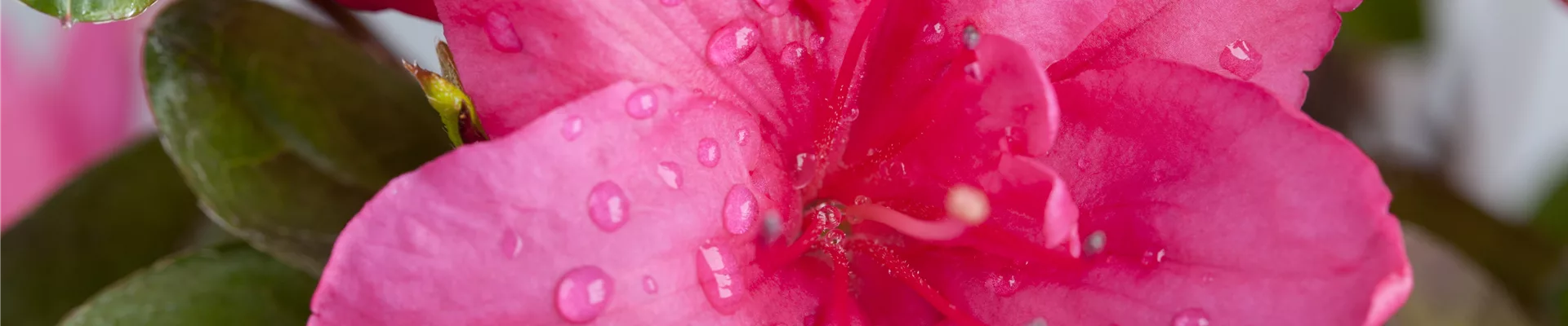 Rhododendron simsii, pink