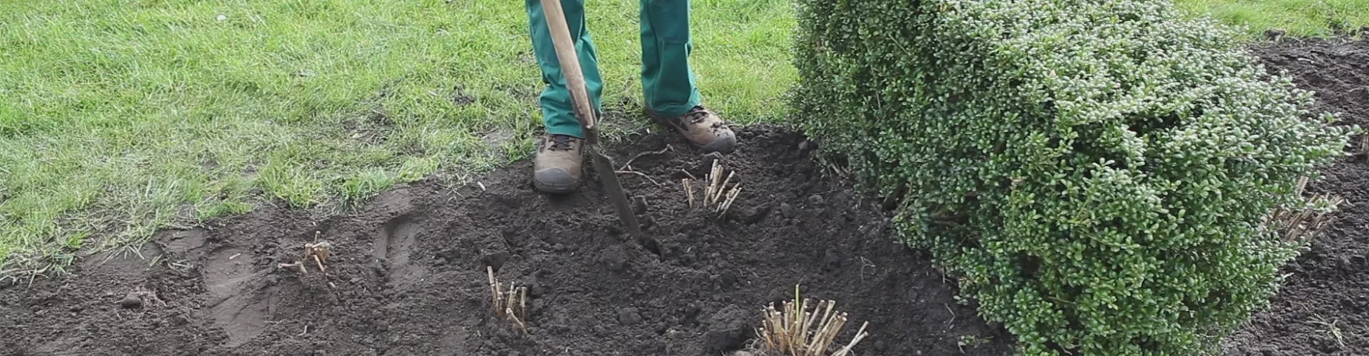 Dahlien - Einpflanzen im Garten (thumbnail)