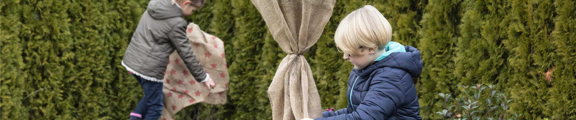 Pflanzen in Jute einpacken