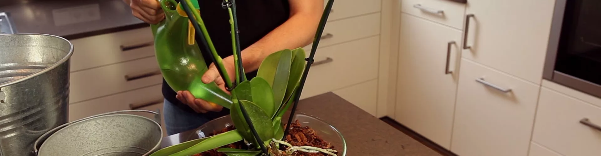 Orchidee - Einpflanzen in ein Gefäß (thumbnail)