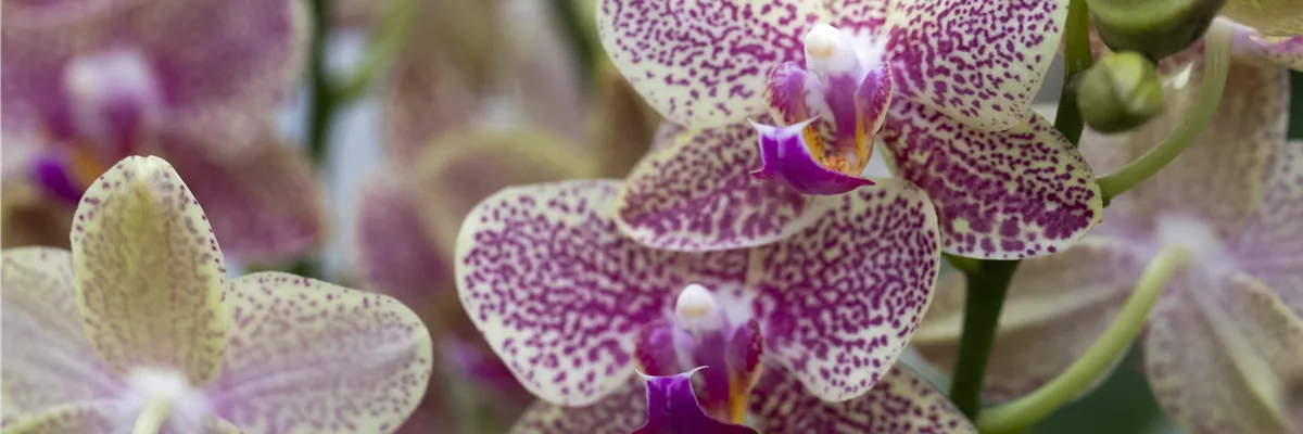 Phalaenopsis 'Sogo Pikachu'