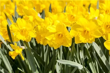 Online-Blumenbestellung