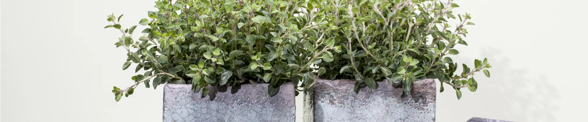 Origanum vulgare
