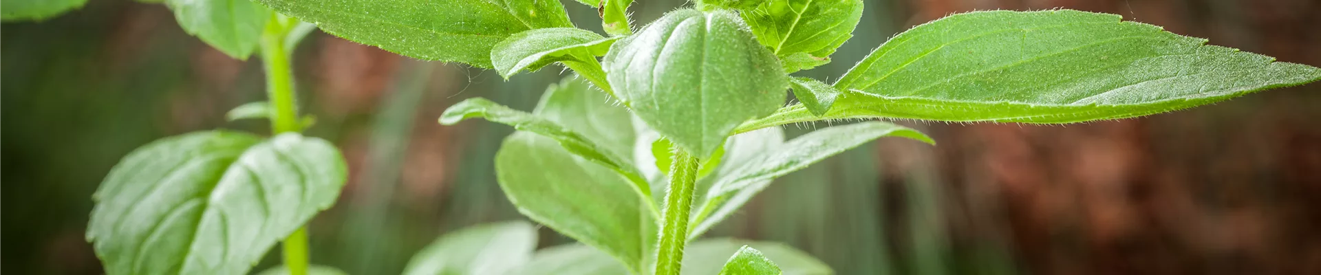 Ocimum basilicum 'Magic White'