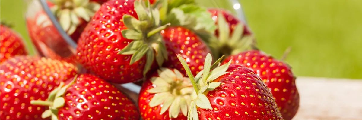 Fragaria x ananassa