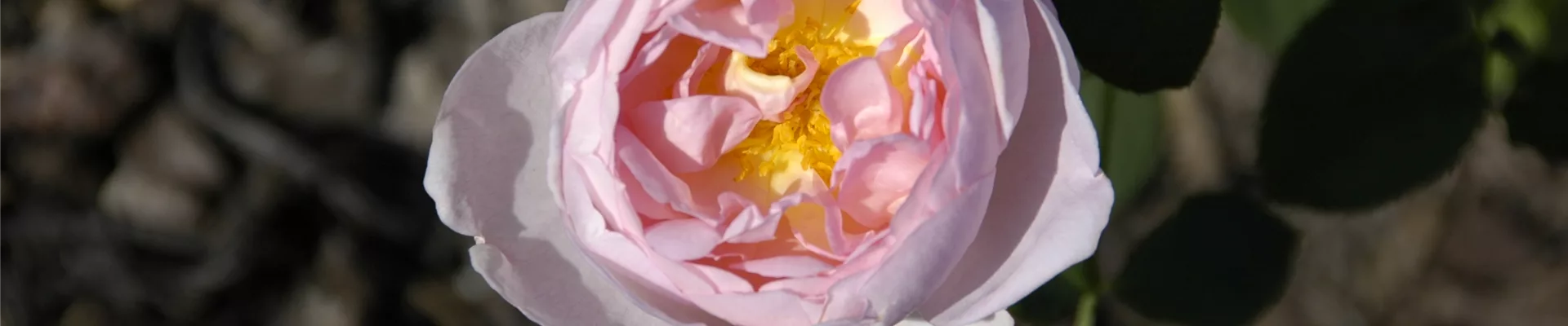 Strauchrose, rosa