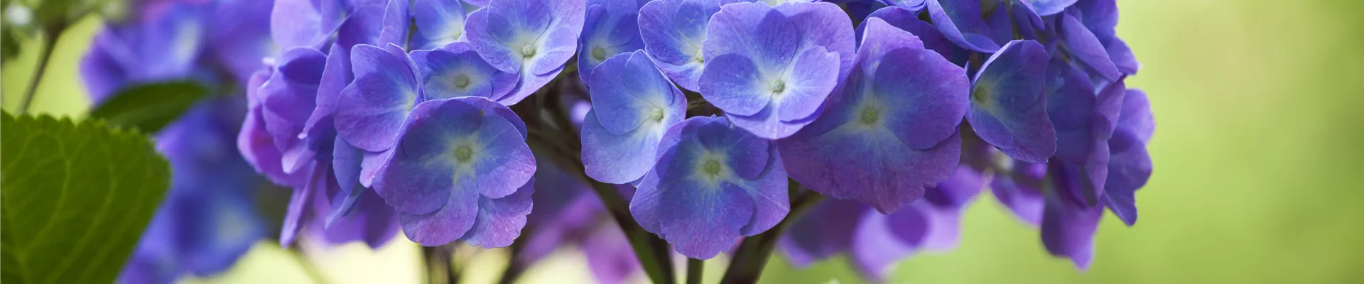 Hydrangea macrophylla