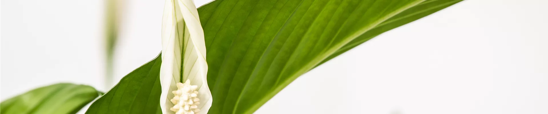 Spathiphyllum floribundum, weiß