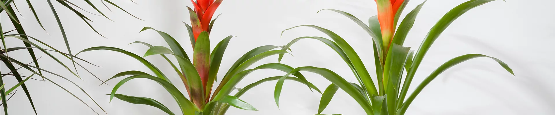 Bromelia