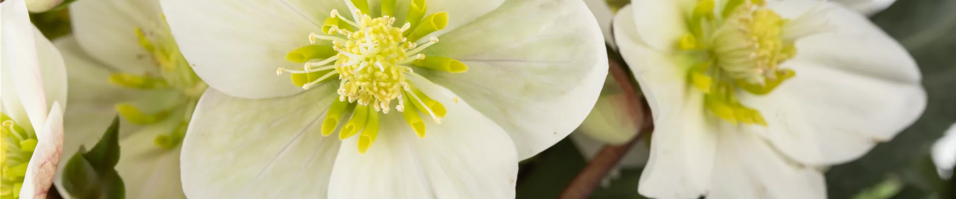 Helleborus x ericsmithii 'HGC Shooting Star'®