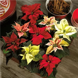 ZAUBERHAFTE WEIHNACHTSSTERNE!