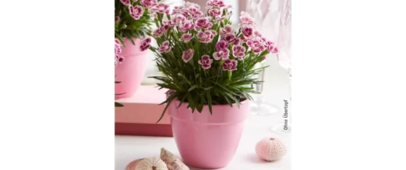 ESSBARE BLüTEN!