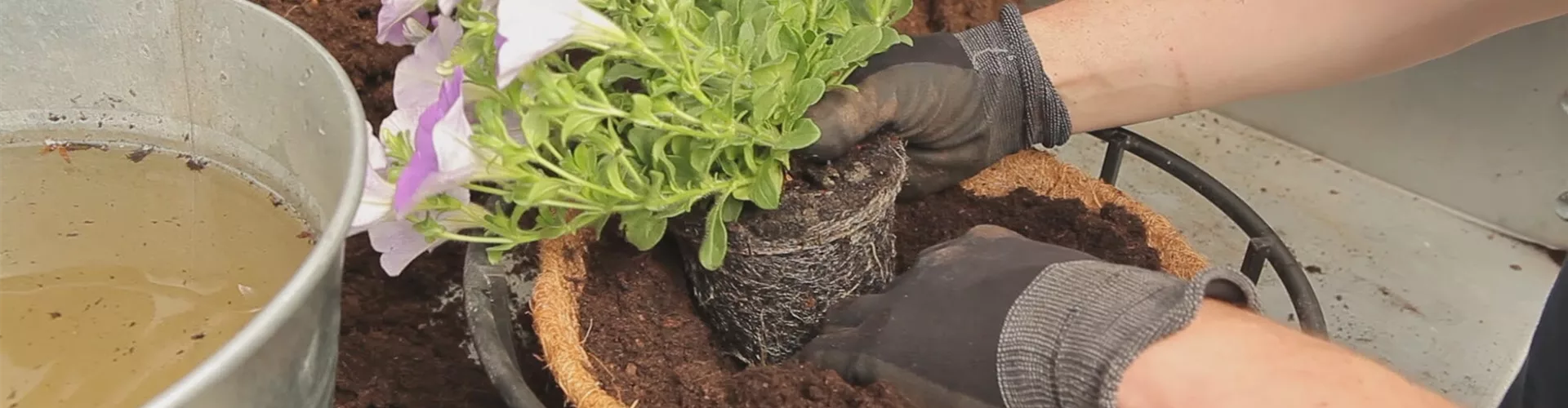 Hanging Basket - Bepflanzen (thumbnail)