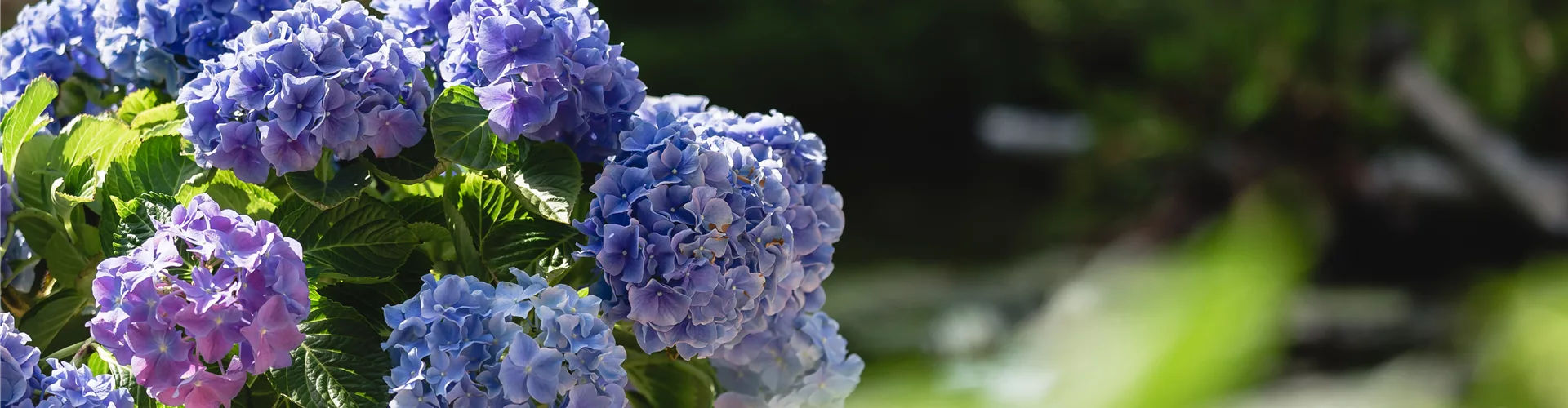 Blaue Hortensie auf Terrasse