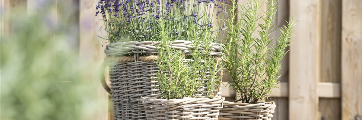 Rosamrinus officinalis, Lavandula angustifolia