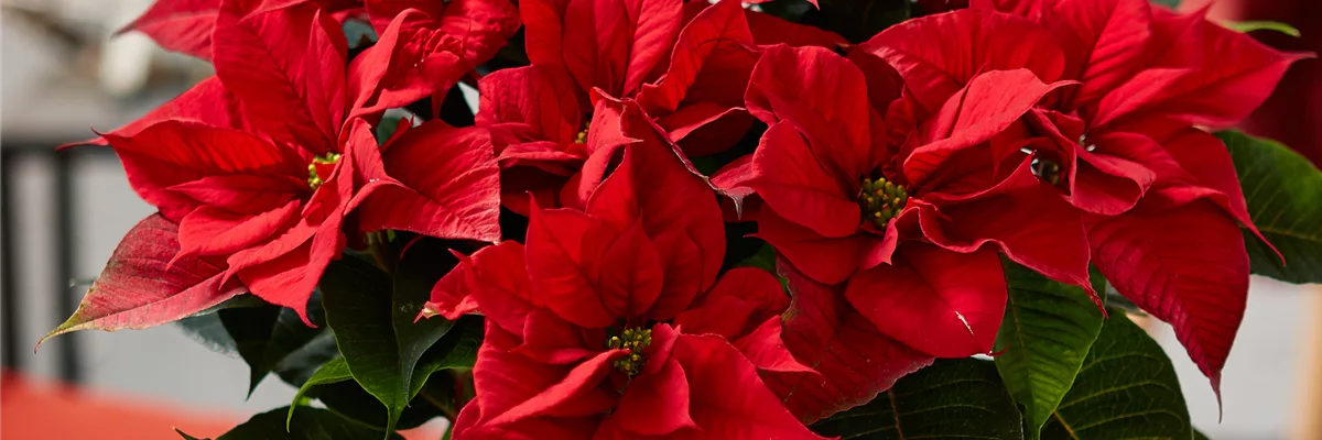 WIE GEHT... WEIHNACHTSSTERN PFLEGEN?