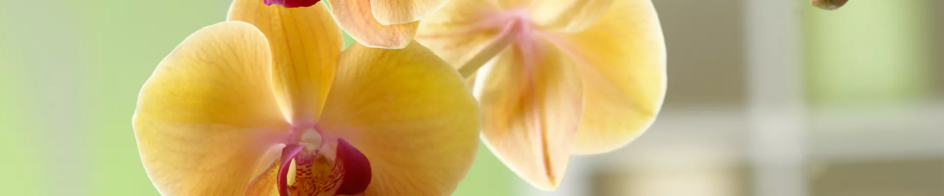 WIE GEHT... MALAYENBLUME PFLEGEN?