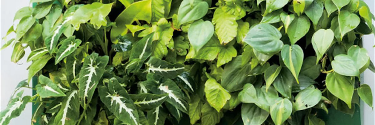 VERTICAL GARDENING