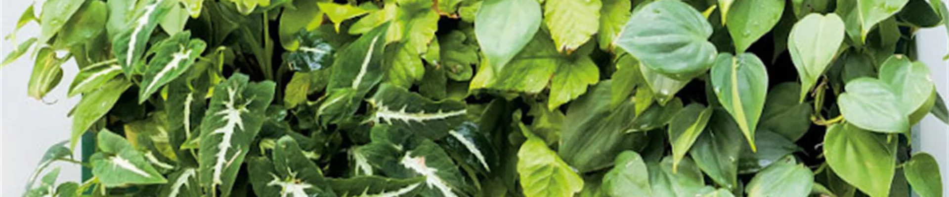 VERTICAL GARDENING