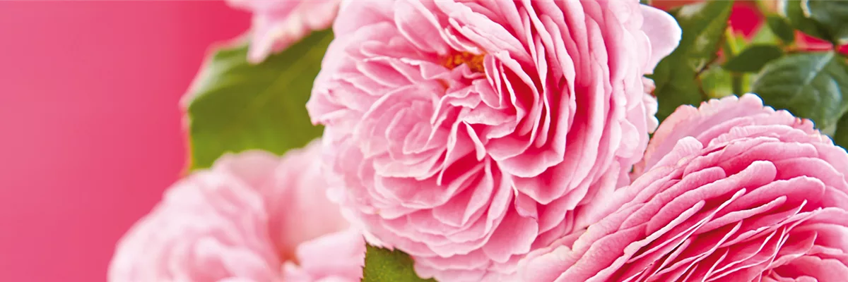 LIEBE LIEGT IN DER LUFT