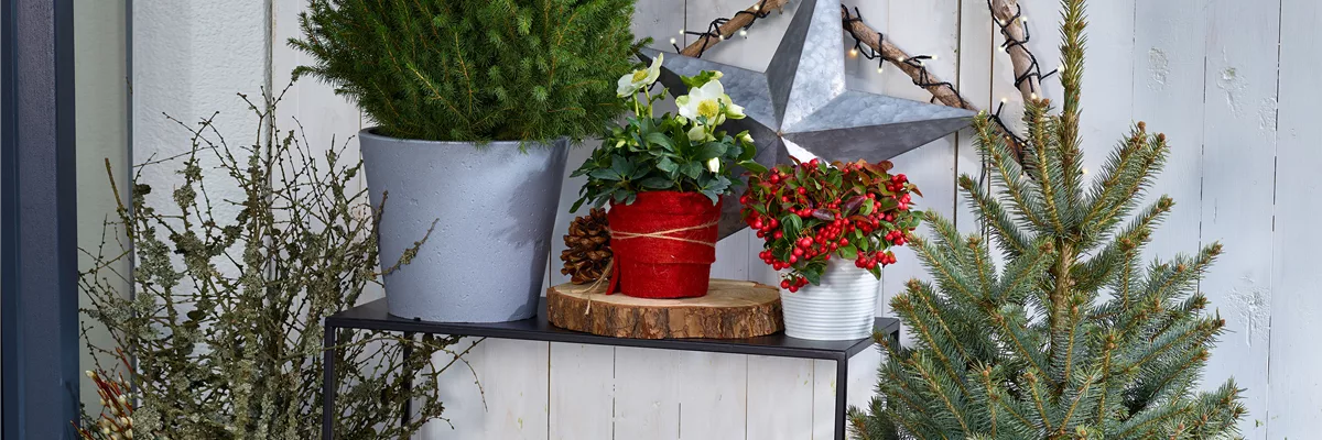 TO-DO's IM DEZEMBER