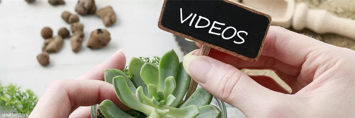 Videos