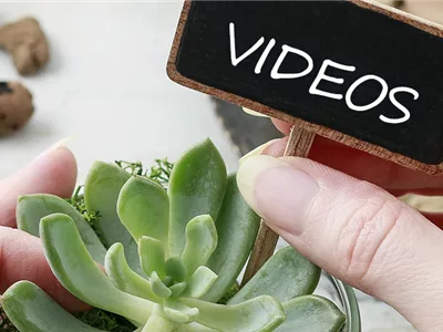 Videos